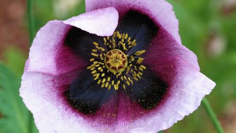 Amapola — semillas no narcóticas (Papaver spp.)