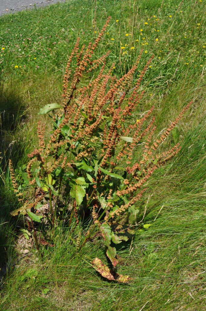 Romaza crespa (Amla-vetasa / Rumex crispus)