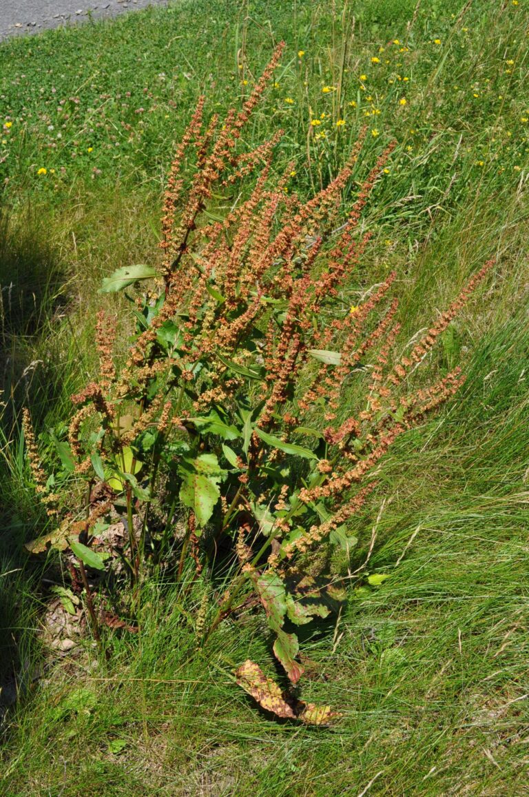 Romaza crespa (Amla-vetasa / Rumex crispus)