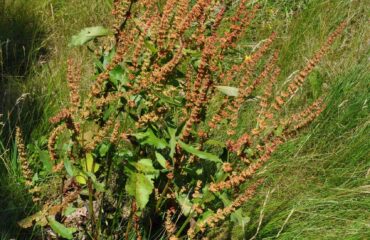 Romaza crespa (Amla-vetasa / Rumex crispus)