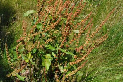 Rumex crispus – seedhead, whole plant (18875443190) Romaza crespa (Amla-vetasa / Rumex crispus)
