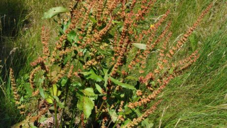 Romaza crespa (Amla-vetasa / Rumex crispus)
