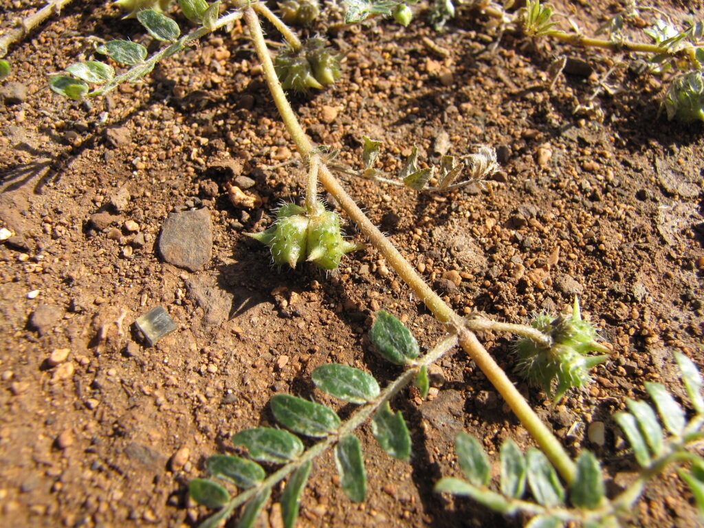 Gokshura (Shvadamshtra / Tribulus terrestris)