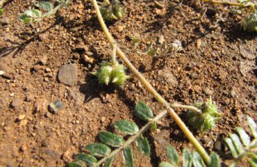 Gokshura (Shvadamshtra / Tribulus terrestris)