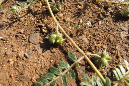 Gokshura (Shvadamshtra / Tribulus terrestris)