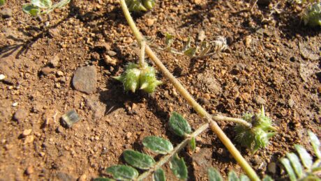 Gokshura (Shvadamshtra / Tribulus terrestris)