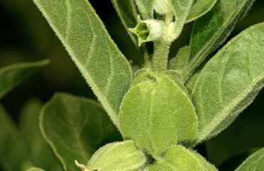 Ashwagandha (Withania somnifera)