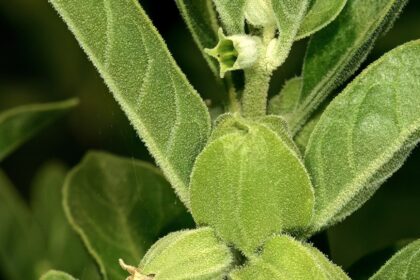Ashwagandha (Withania somnifera)
