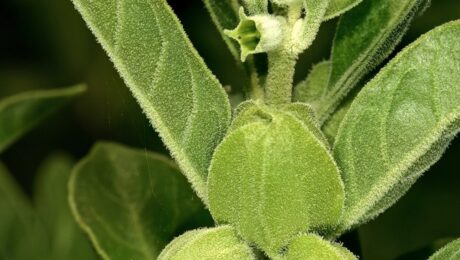 Ashwagandha (Withania somnifera)