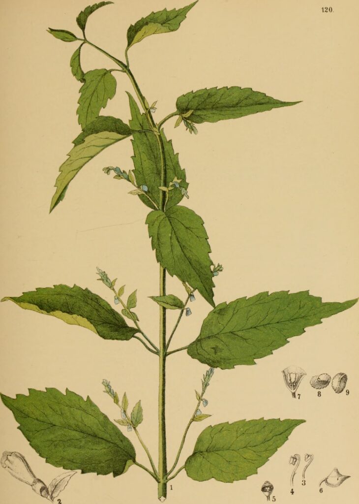 Tercianaria (Scutellaria spp.)