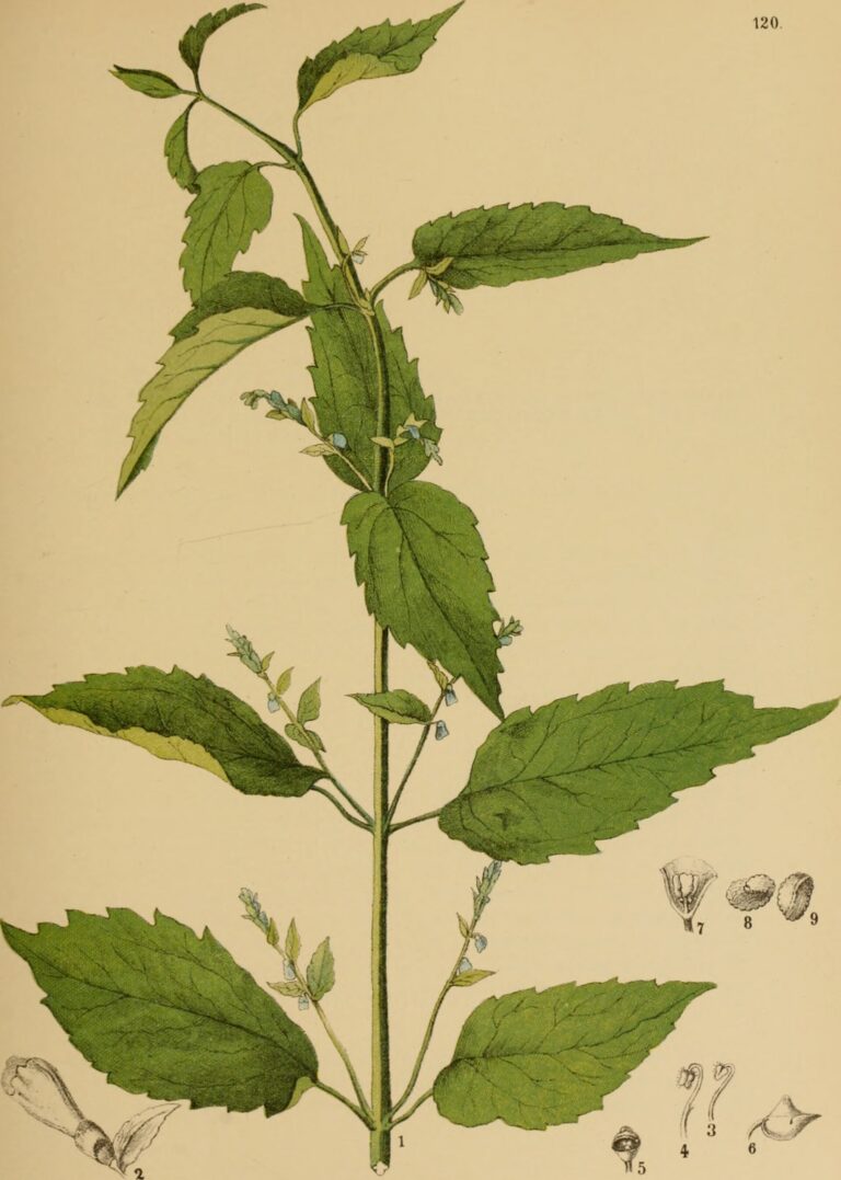Tercianaria (Scutellaria spp.)
