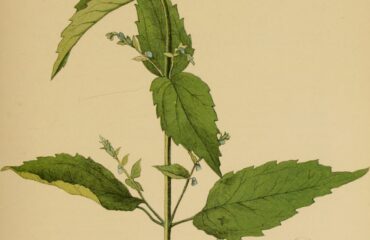 Tercianaria (Scutellaria spp.)