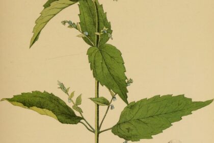Tercianaria (Scutellaria spp.)