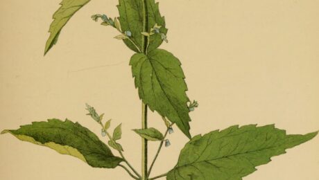 Tercianaria (Scutellaria spp.)
