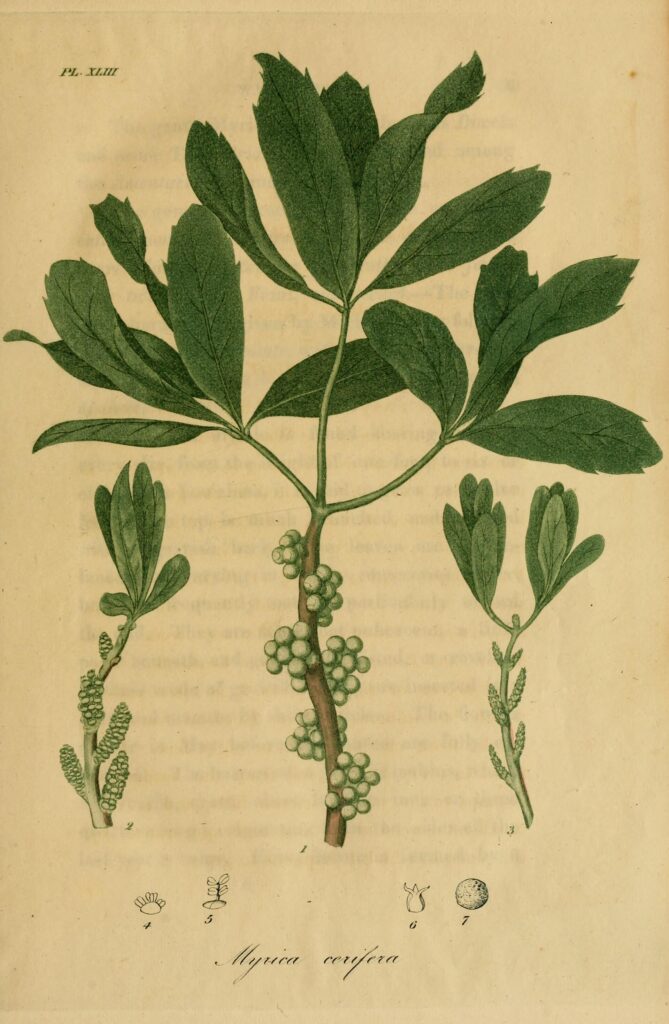 Mirica cerífera (Kayphala / Myrica spp.)