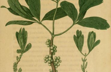 Mirica cerífera (Kayphala / Myrica spp.)