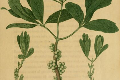 Mirica cerífera (Kayphala / Myrica spp.)