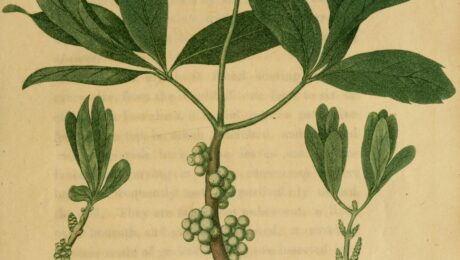 Mirica cerífera (Kayphala / Myrica spp.)