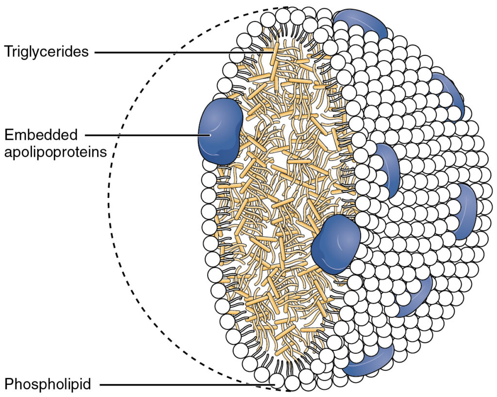Ilustración de lipoproteína con triglicéridos, fosfolípidos y apolipoproteínas