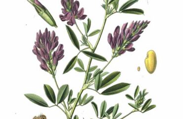 Alfalfa (Medicago sativa)