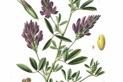 Alfalfa (Medicago sativa)