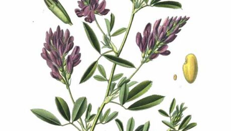 Alfalfa (Medicago sativa)