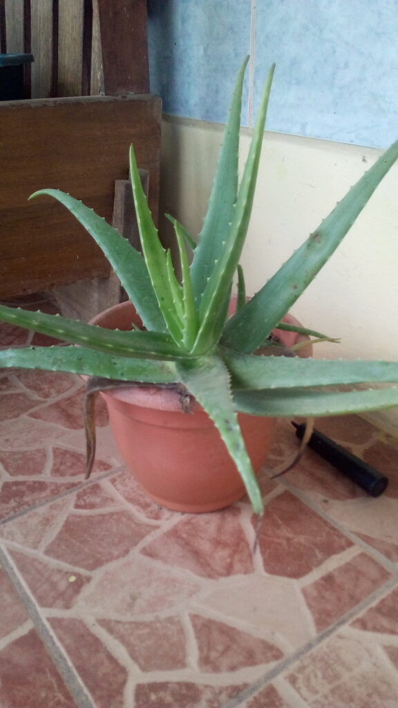 Aloe (Kumārī / Aloe spp.)