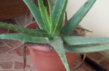 Aloe (Kumārī / Aloe spp.)