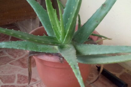 Aloe (Kumārī / Aloe spp.)