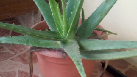 Aloe (Kumārī / Aloe spp.)