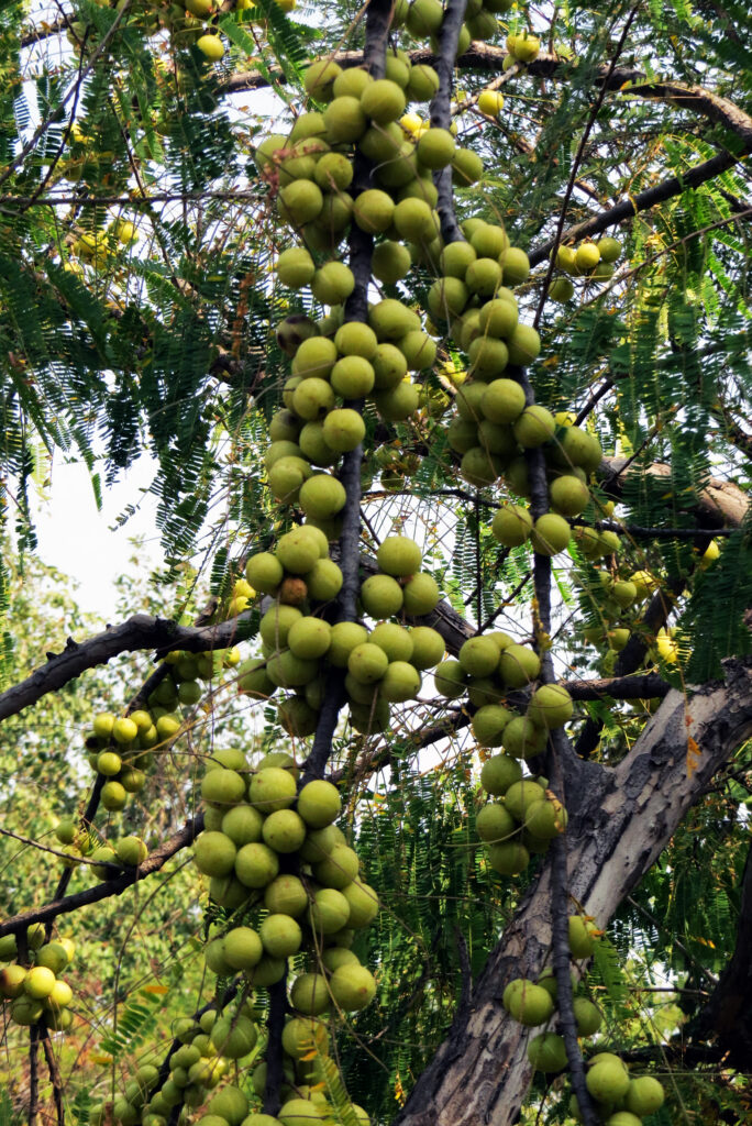 Amla o Amalaki (Dhatri / Emblica officinalis)
