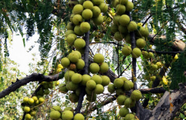 Amla o Amalaki (Dhatri / Emblica officinalis)