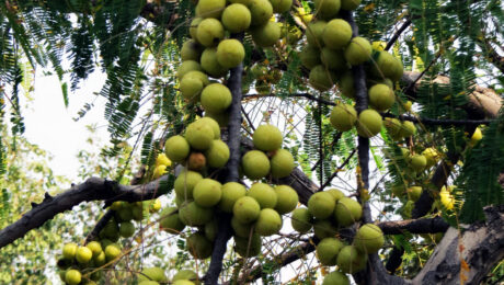 Amla o Amalaki (Dhatri / Emblica officinalis)