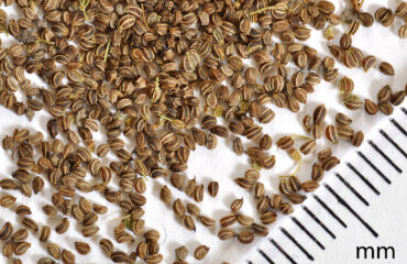 Apium graveolens – semillas de apio / ajamoda Semillas de Apium graveolens, apio o ajamoda