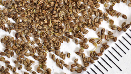 Apium graveolens – semillas de apio / ajamoda Semillas de Apium graveolens, apio o ajamoda