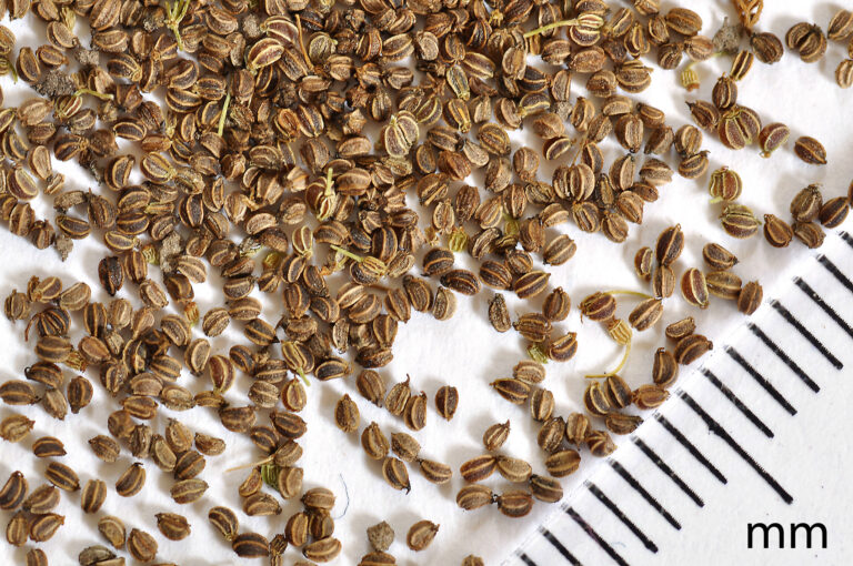 Semillas de Apium graveolens, apio o ajamoda