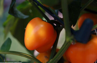 Pimentón (Marich-phalam / Capsicum annuum)