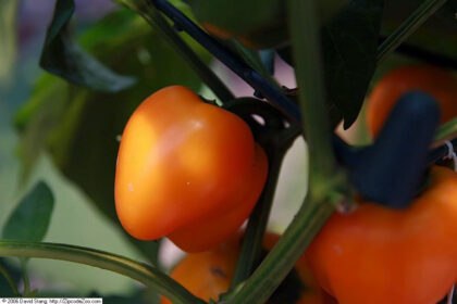 Pimentón (Marich-phalam / Capsicum annuum)