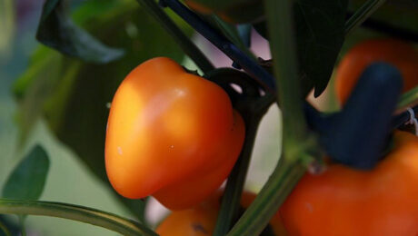 Pimentón (Marich-phalam / Capsicum annuum)