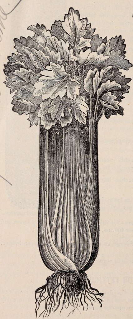 Ajwain — semillas de apio silvestre (Ajamoda / Apium graveolens)