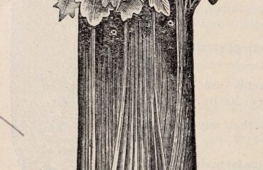 Ajwain — semillas de apio silvestre (Ajamoda / Apium graveolens)