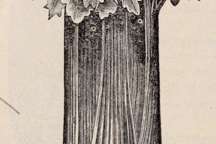 Ajwain — semillas de apio silvestre (Ajamoda / Apium graveolens)