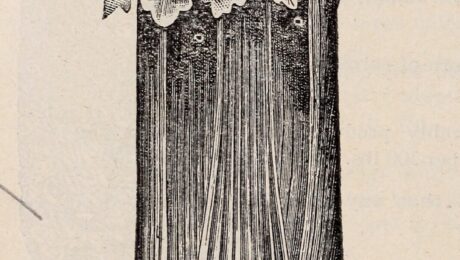 Ajwain — semillas de apio silvestre (Ajamoda / Apium graveolens)