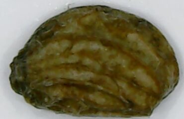 Gotu Kola (Brahmi / Hydrocotyle asiatica)
