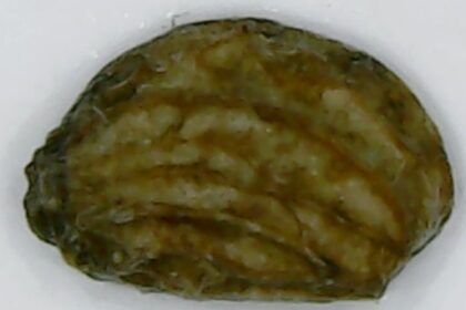 Gotu Kola (Brahmi / Hydrocotyle asiatica)