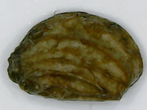 Gotu Kola (Brahmi / Hydrocotyle asiatica)