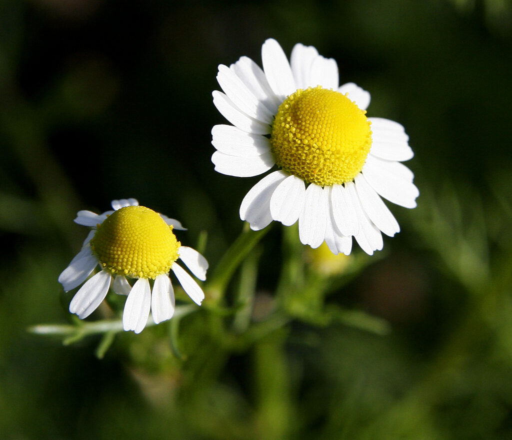 Manzanilla (Anthemis nobilis / Matricaria chamomilla)