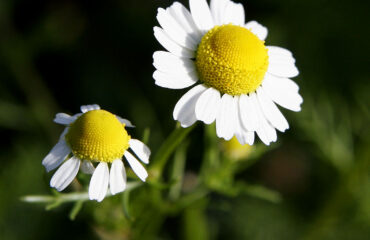 Manzanilla (Anthemis nobilis / Matricaria chamomilla)