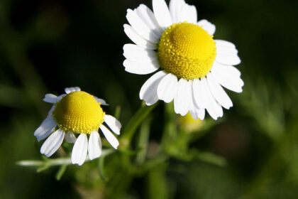 Manzanilla (Anthemis nobilis / Matricaria chamomilla)