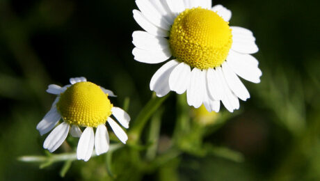 Manzanilla (Anthemis nobilis / Matricaria chamomilla)